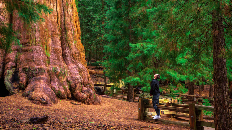The 5 largest trees in Sequoia National Park are ethereal beauties you need to see for yourself