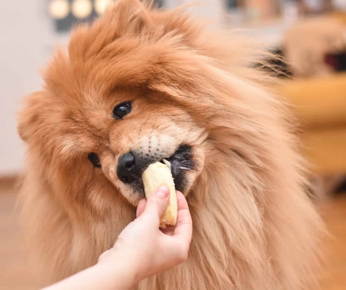 Dogs evolved to be more flexible, developing extra copies of genes that let them digest starches better than wolves.