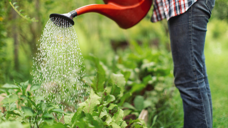 How to use a plastic bottle to keep tomatoes hydrated in the heat
