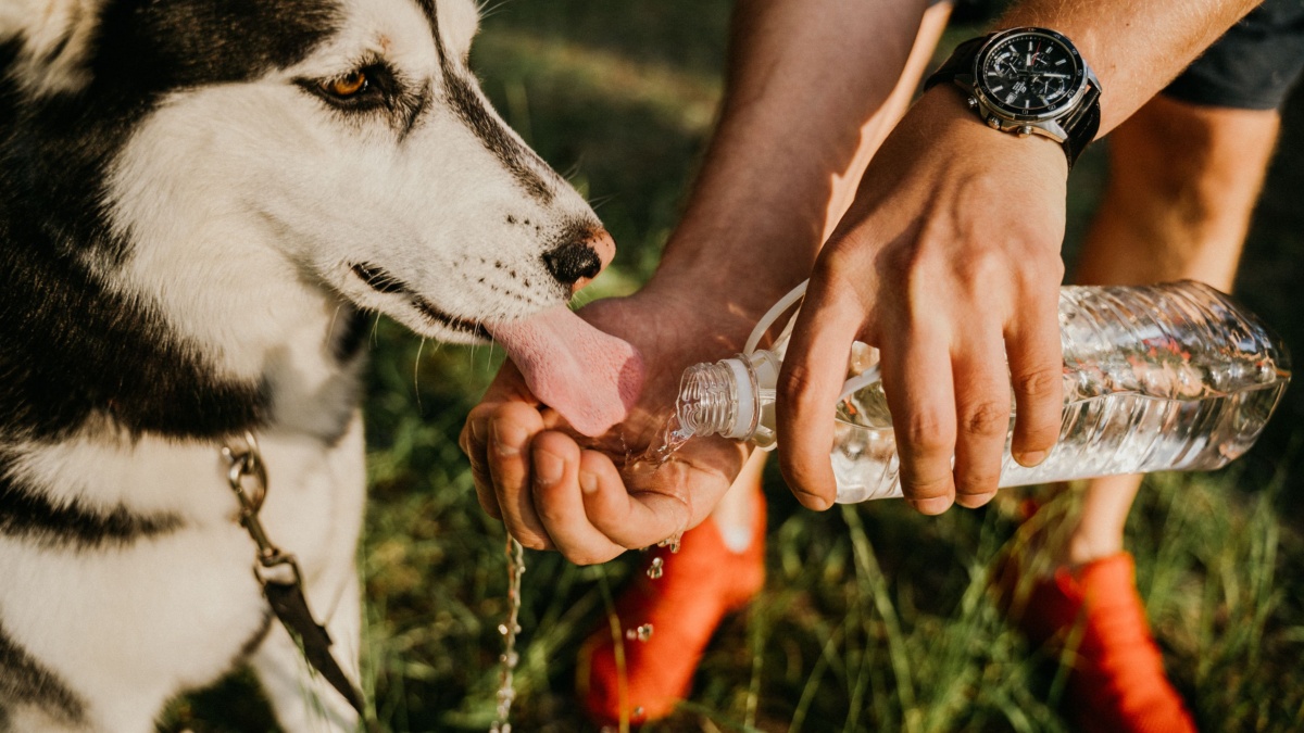 Veterinarians explain how much water dogs should drink daily