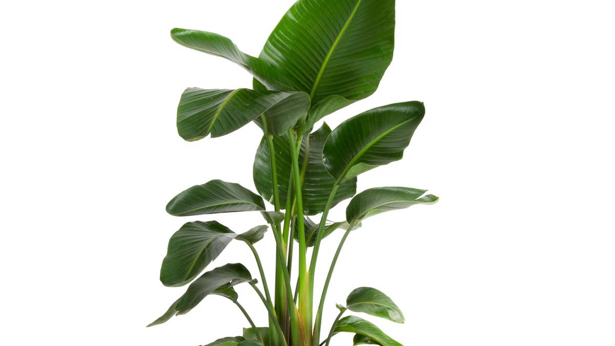 sams-club-costa-farms-bird-of-paradise-tropical-plant-in-decorative-pot