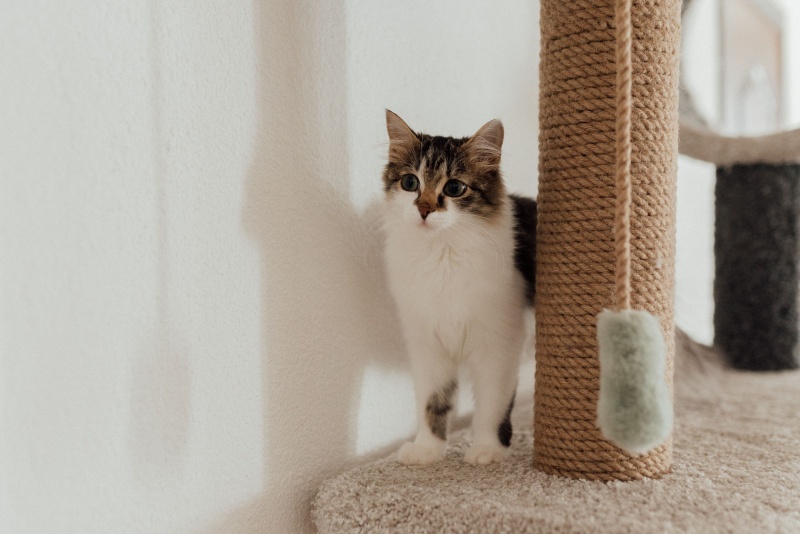 Why your cat scratches the furniture and how to stop it