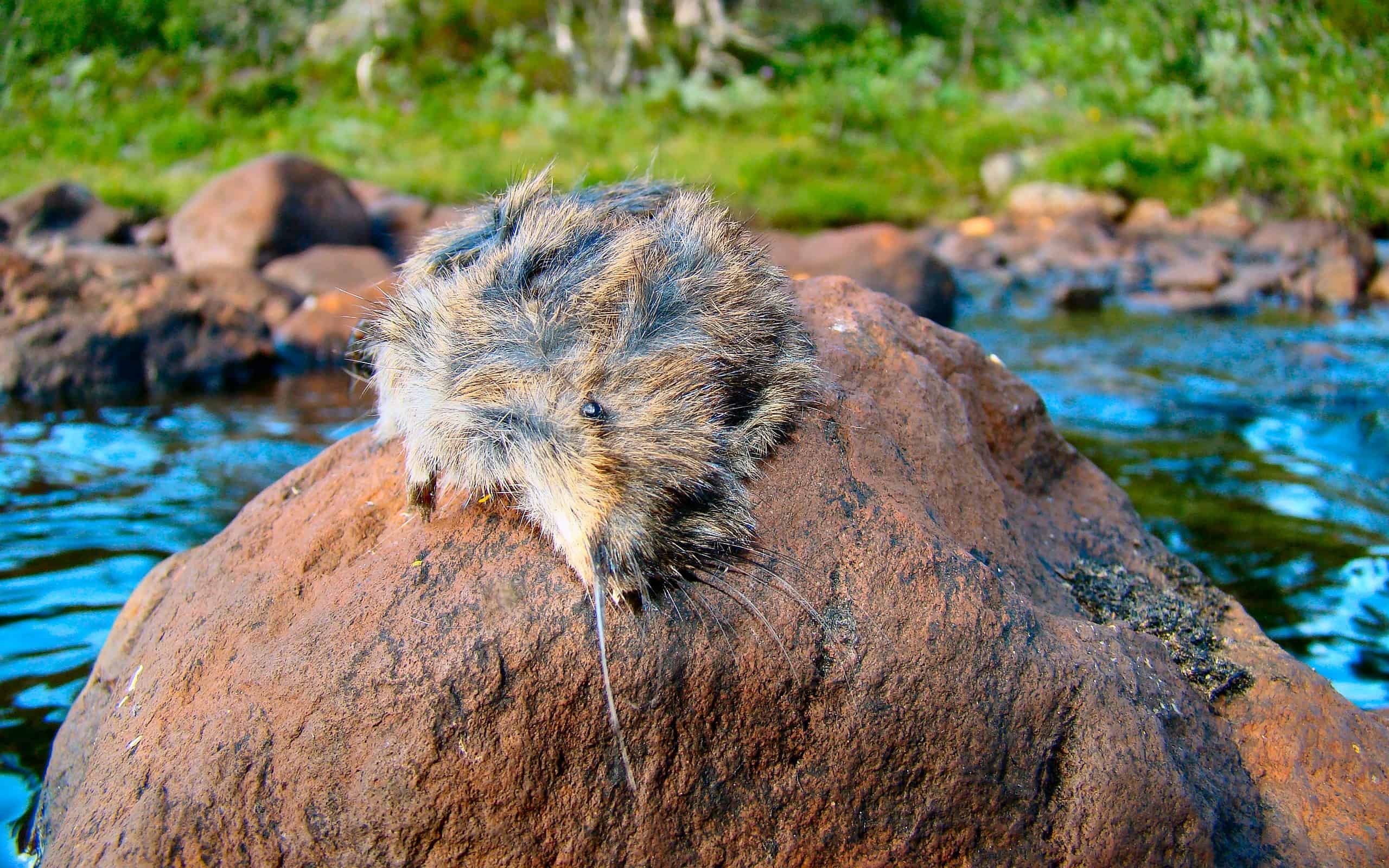 A dead lemming on a stone in the river Revåa in Norway. Lemmings migrate in large numbers across the landscape, stopping for nobody. When they have to cross a river of some size, some lemmings will die. Every few years so many lemmings die this way that drinking the water from the streams becomes a health hazard to people hiking in the mountains.