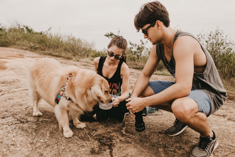 Veterinarians explain how much water dogs should drink daily