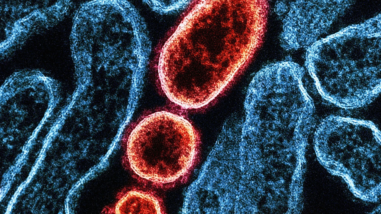Gut bacteria inject proteins that quietly steer your immune system, a study found
