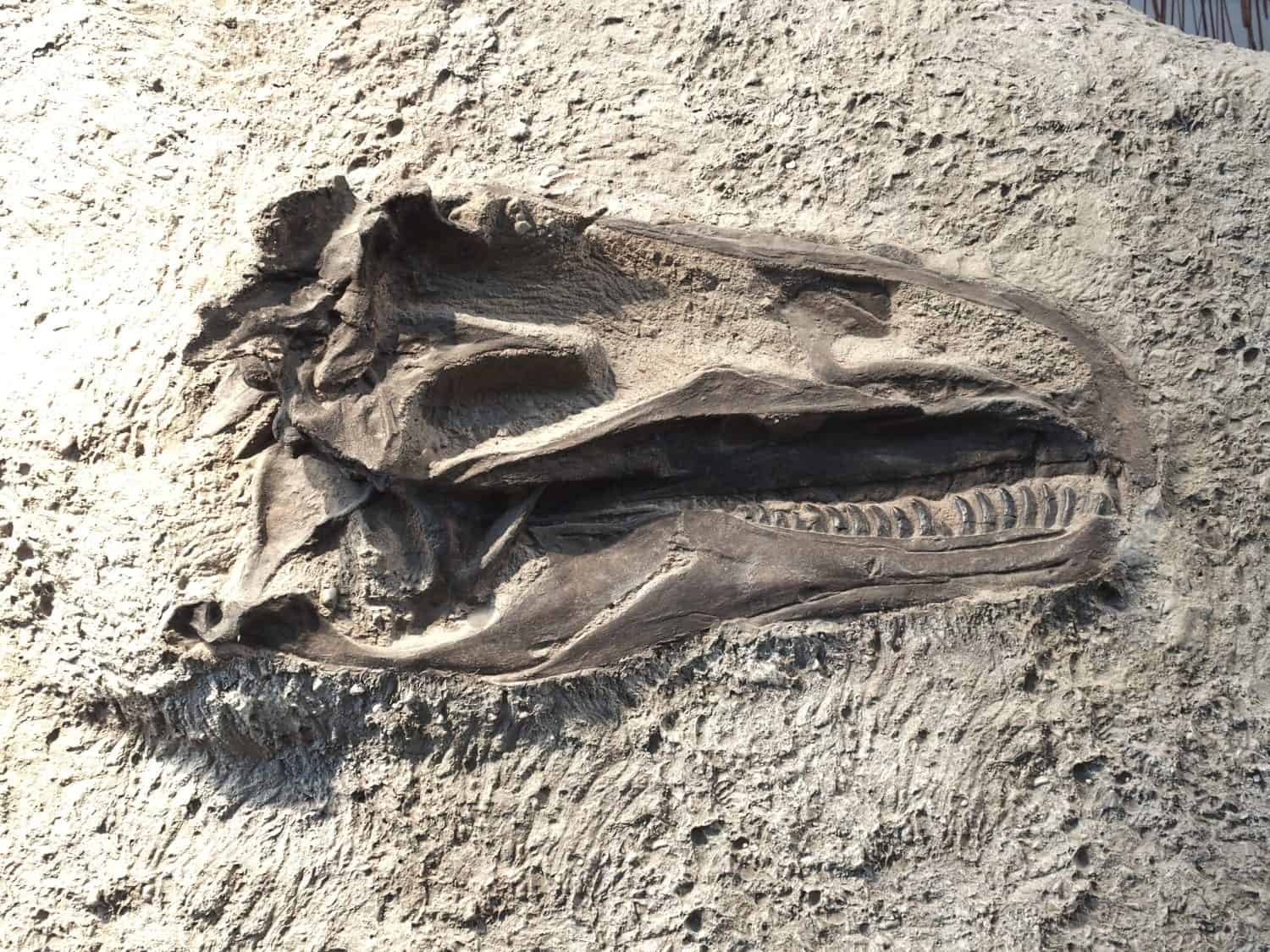 Broken T. Rex Tooth Frozen in Prey’s Skull Solves Ancient Mystery