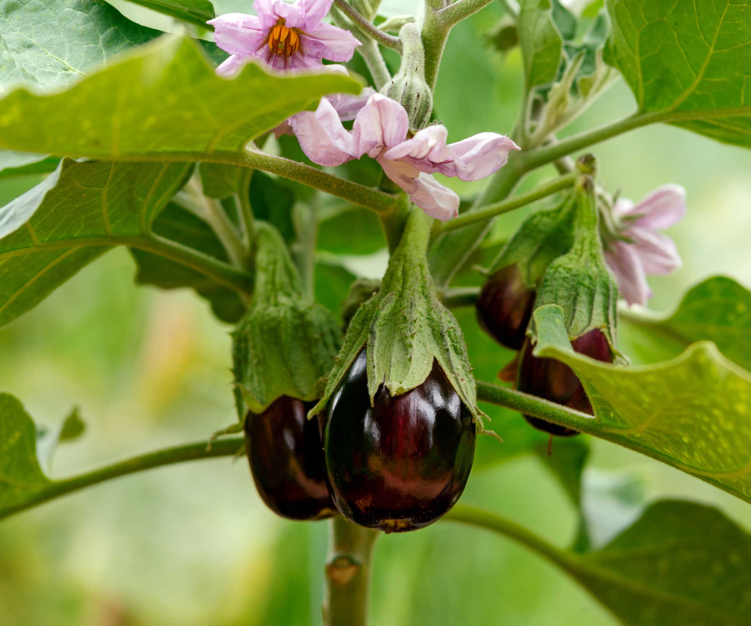 eggplant and eggplant flowers growing