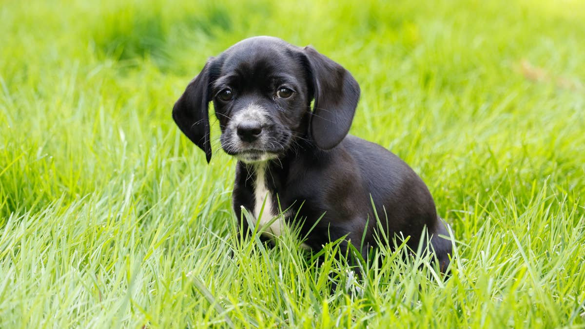 Foster Puppy Who Is 'Powered by Smoochies' Comes Alive as Soon as Someone Holds Her