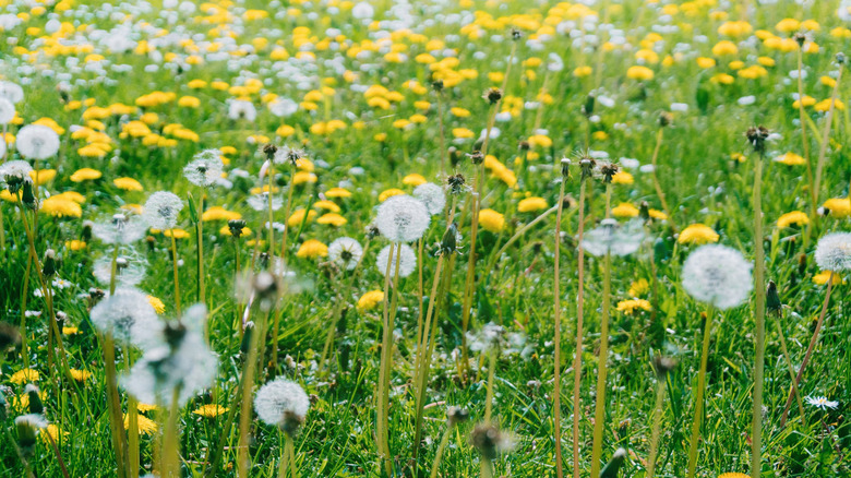 Challenging misconceptions: Why you shouldn't pull weeds in your yard