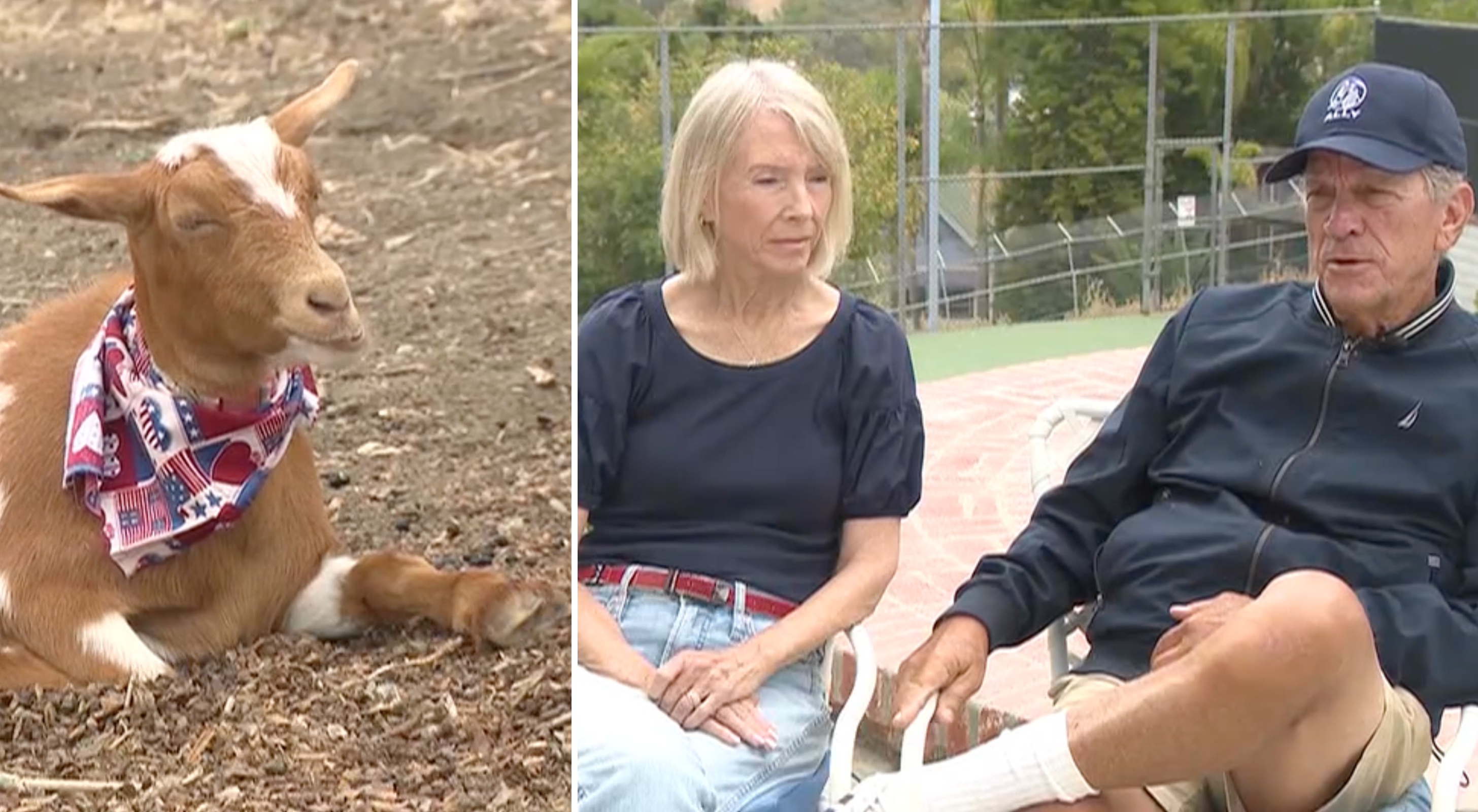 Family sued by HOA over fence raised to keep coyotes out