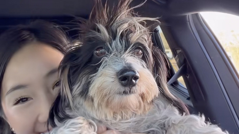 A disheveled wirehaired dachshund from TikTok heads to the groomer.
