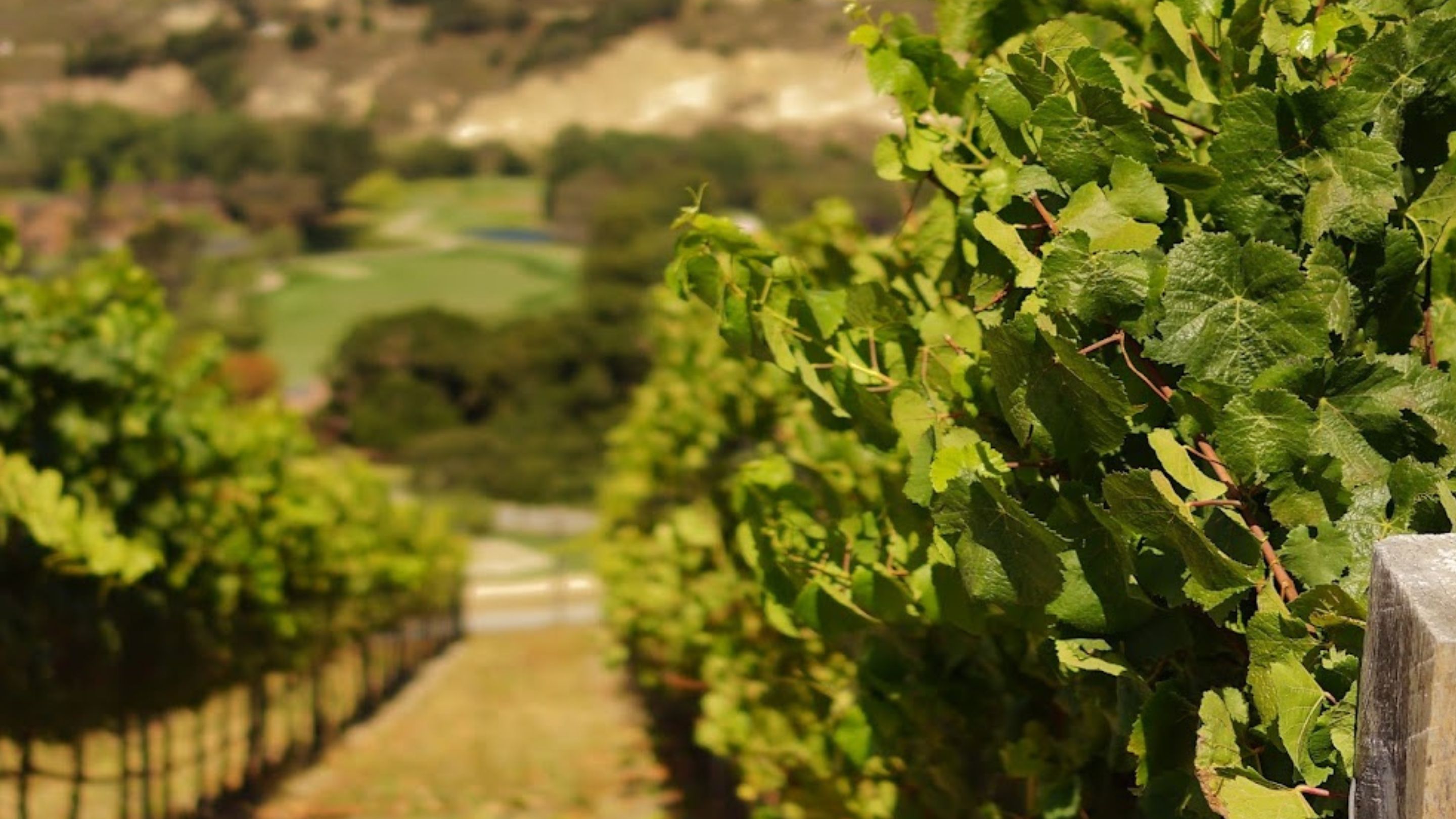 A vineyard in Carmel Valley.