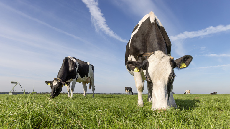 Buying a half cow? Here's how much beef you can expect to get