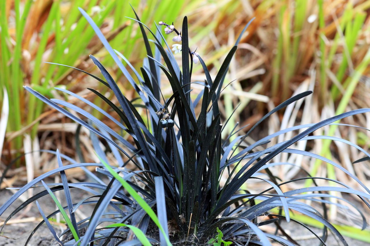 Black mondo grass Ophiopogon planiscapus