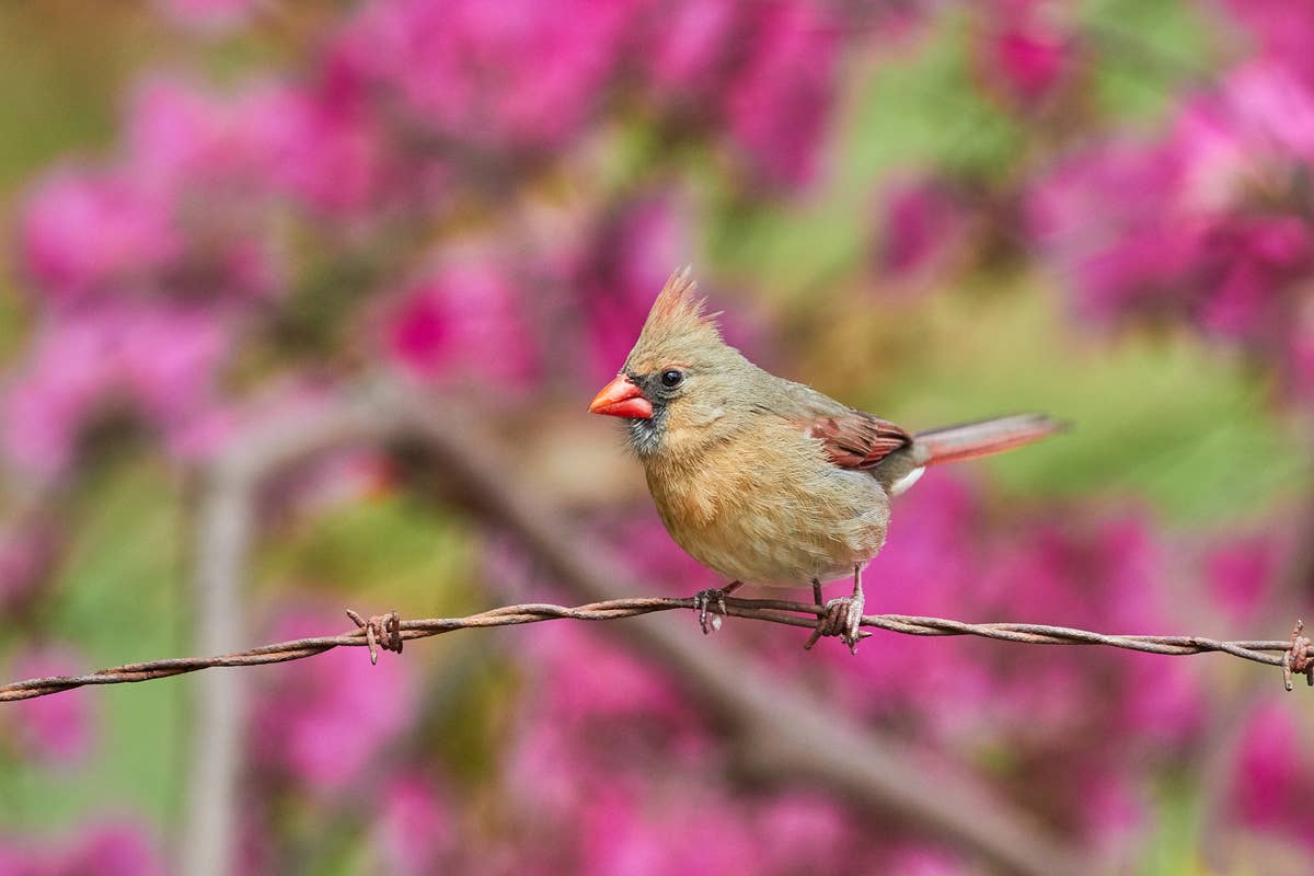 female-northern-cardinal-perched-on-wire