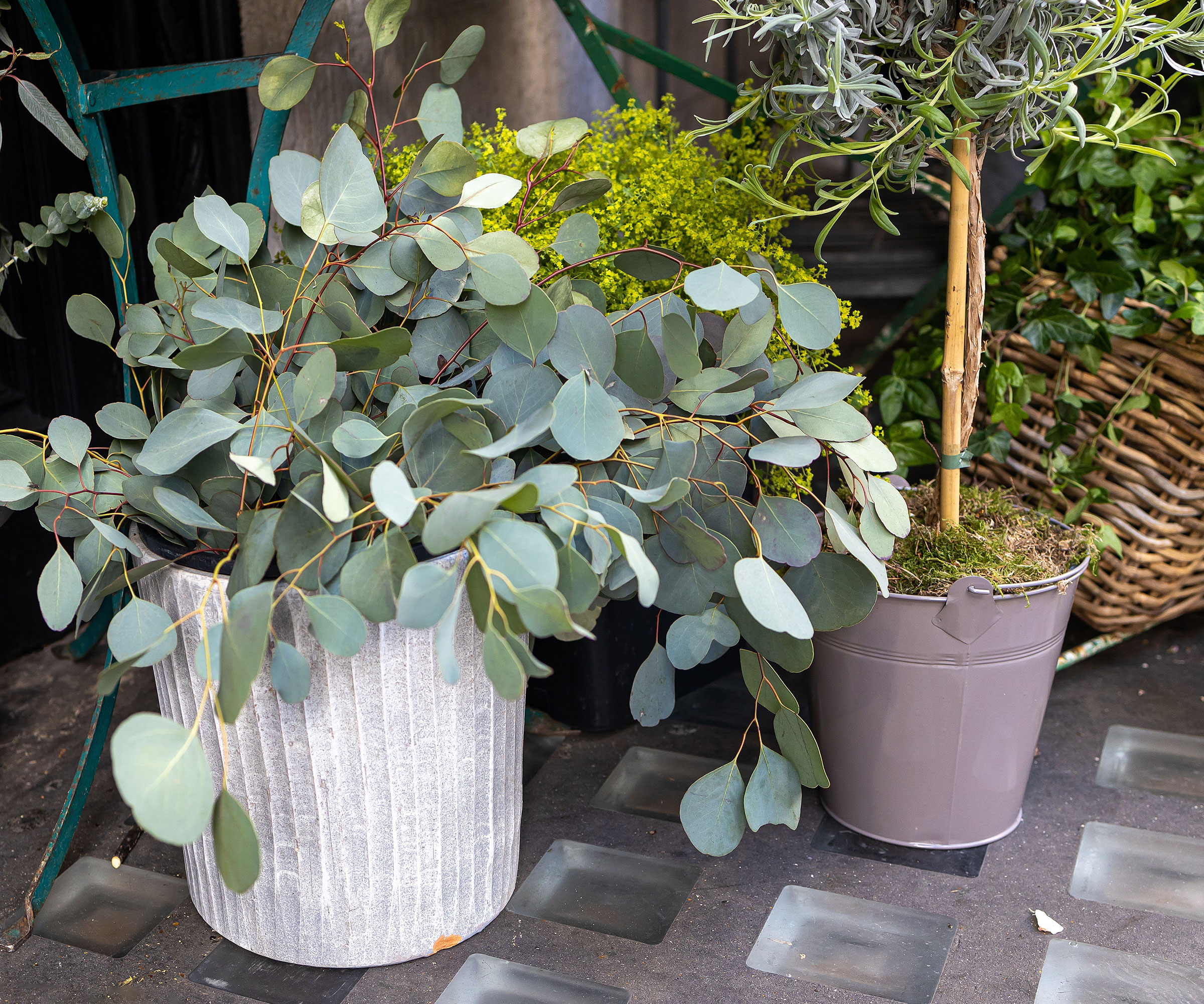 eucalyptus foliage used in rustic holiday display