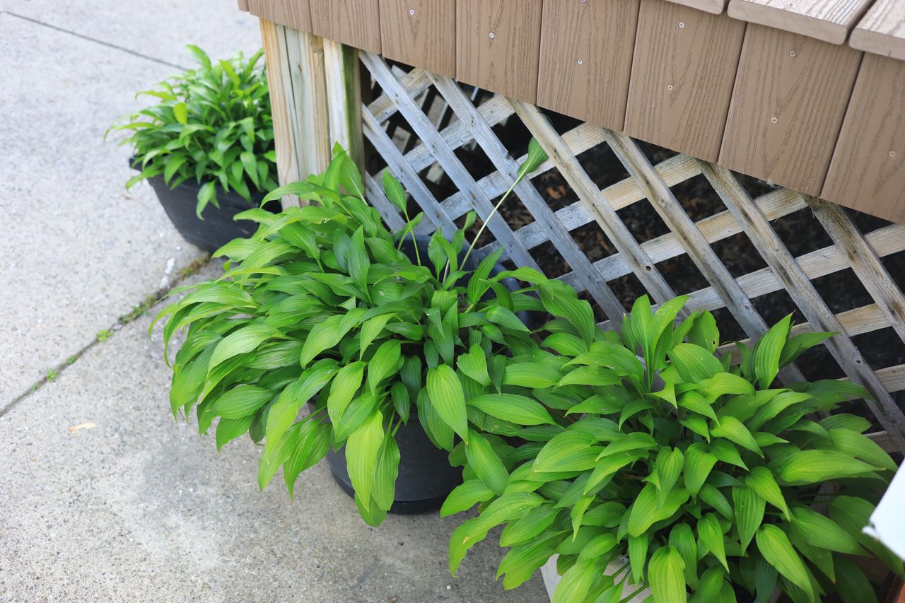Potted plants arranged alongside a wooden lattice structure near a paved area