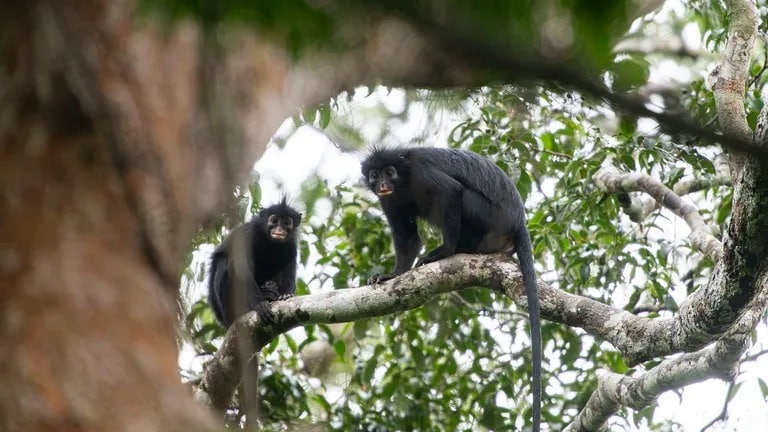 A pair of Colobus congoensis monkeys observed in their forest habitat. Credit: Daniel Rosengren, Frankfurt Zoological Society