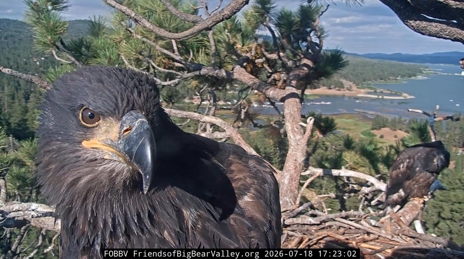 Is Jackie the rescued eagle found in Big Bear?