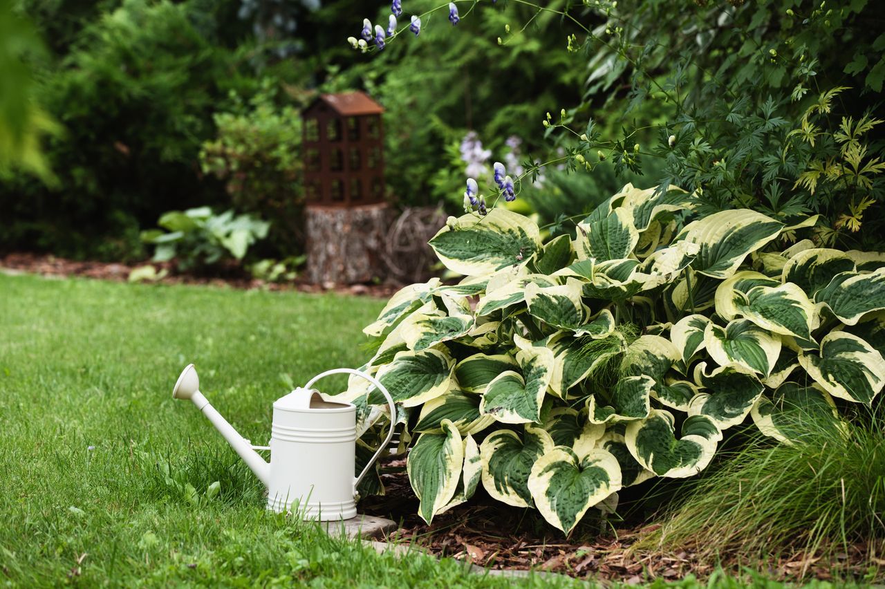 A garden scene with a watering can beside large hosta plants