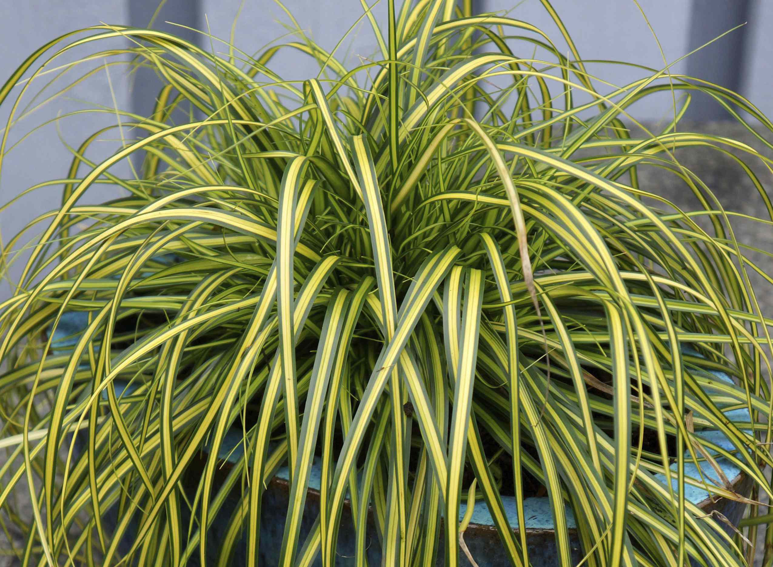 Southern Living Plant Collection