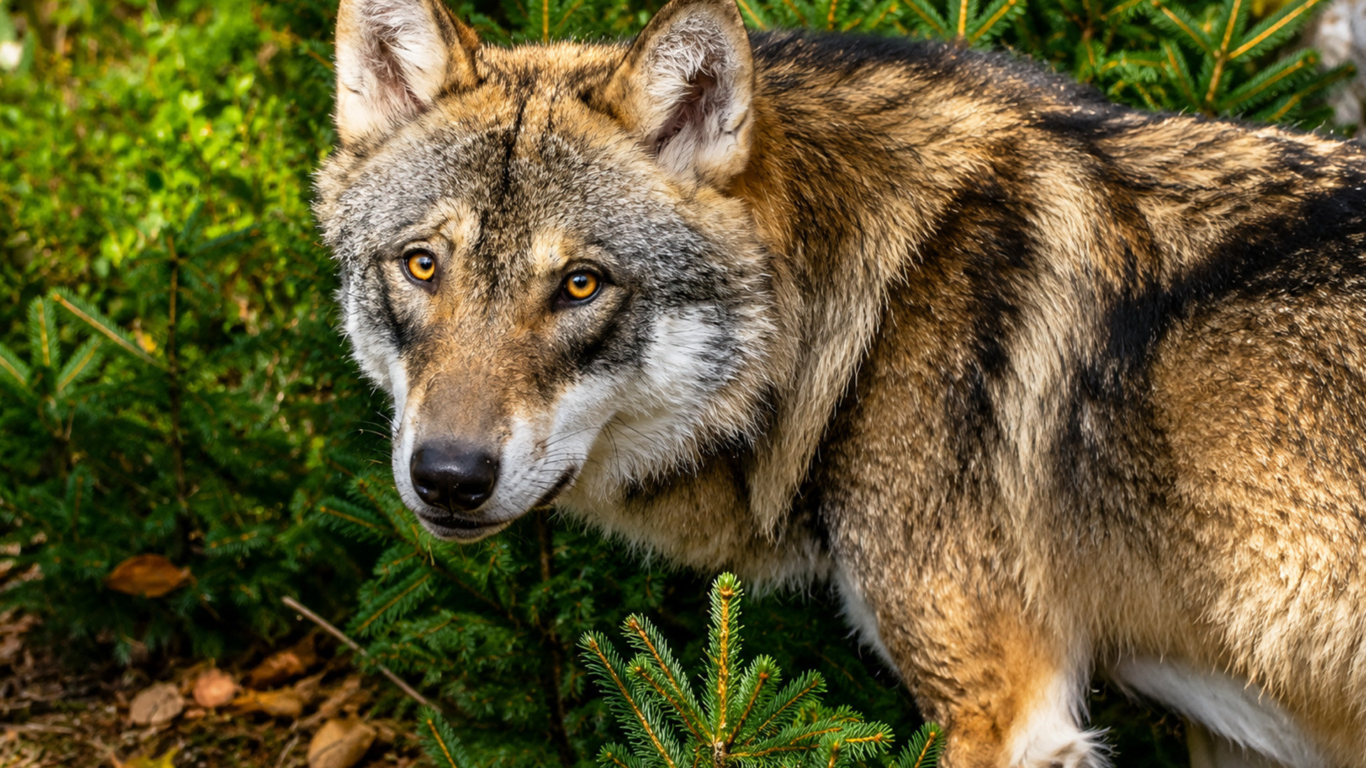 Un prédateur inattendu apparaît devant une caméra cachée en forêt