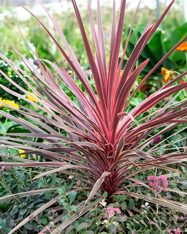 Cordyline Charlie Boy
