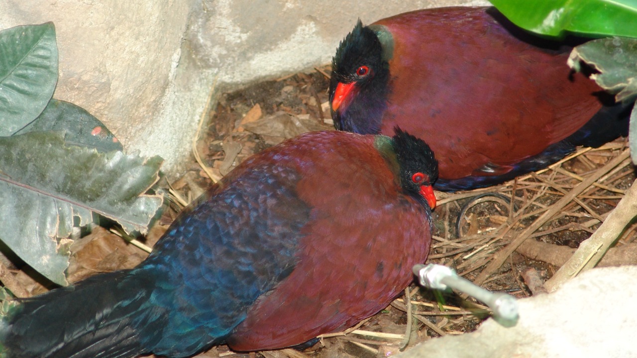 A long-lost bird was photographed for the first time in 140 years in Papua New Guinea