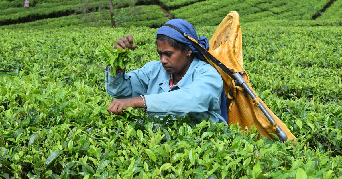 Woman harvesting tea leaves in lush green fields of Nuwara Eliya, Sri Lanka. Captured outdoors in a vibrant daytime setting.