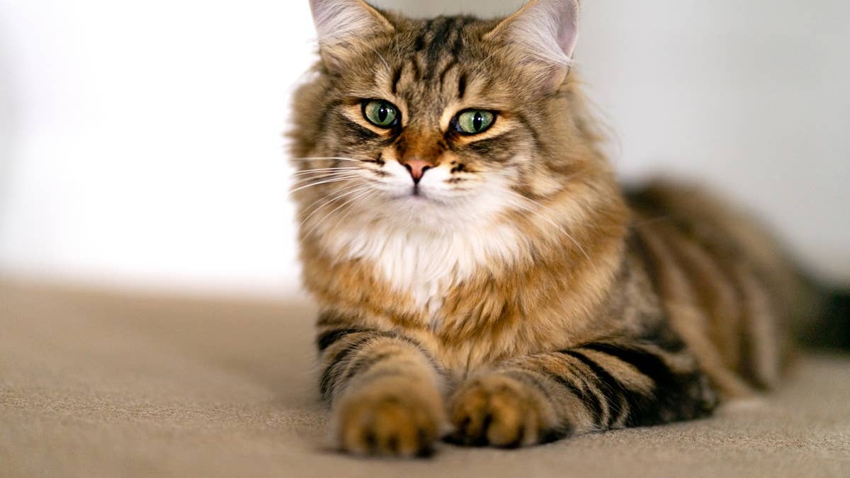 portrait-of-young-siberian-cat