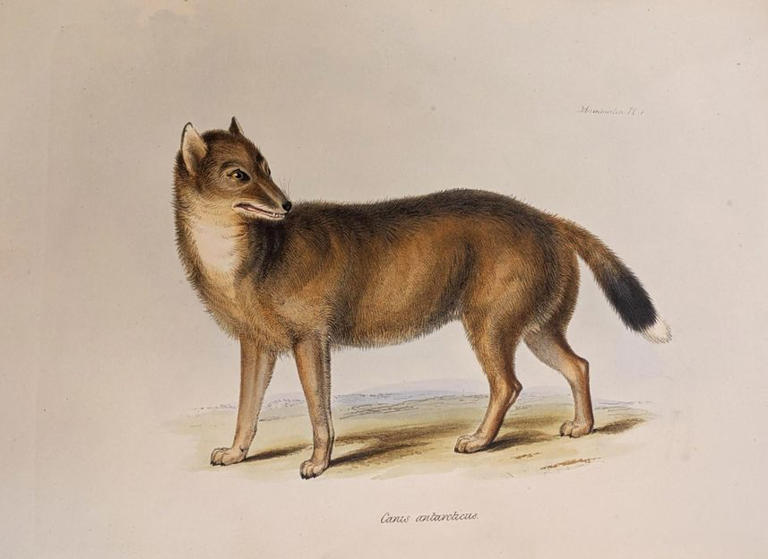 It may look like a wolf, but don't be fooled... DNA reveals Darwin's ...
