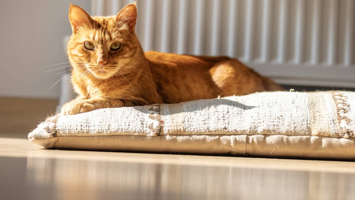 domestic-cat-is-lying-on-pillow-in-living-room