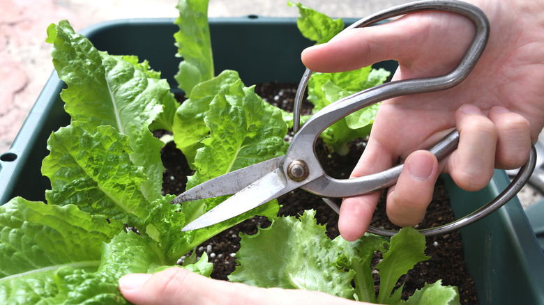 Cutting lettuce leaves with scissors
