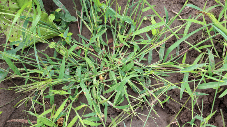 What to do if your landscape beds are infested with crabgrass