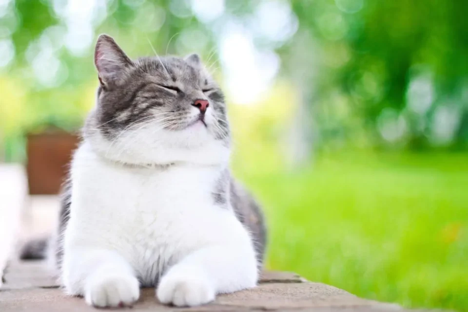 This one subtle sign reveals if your cat is truly happy or not