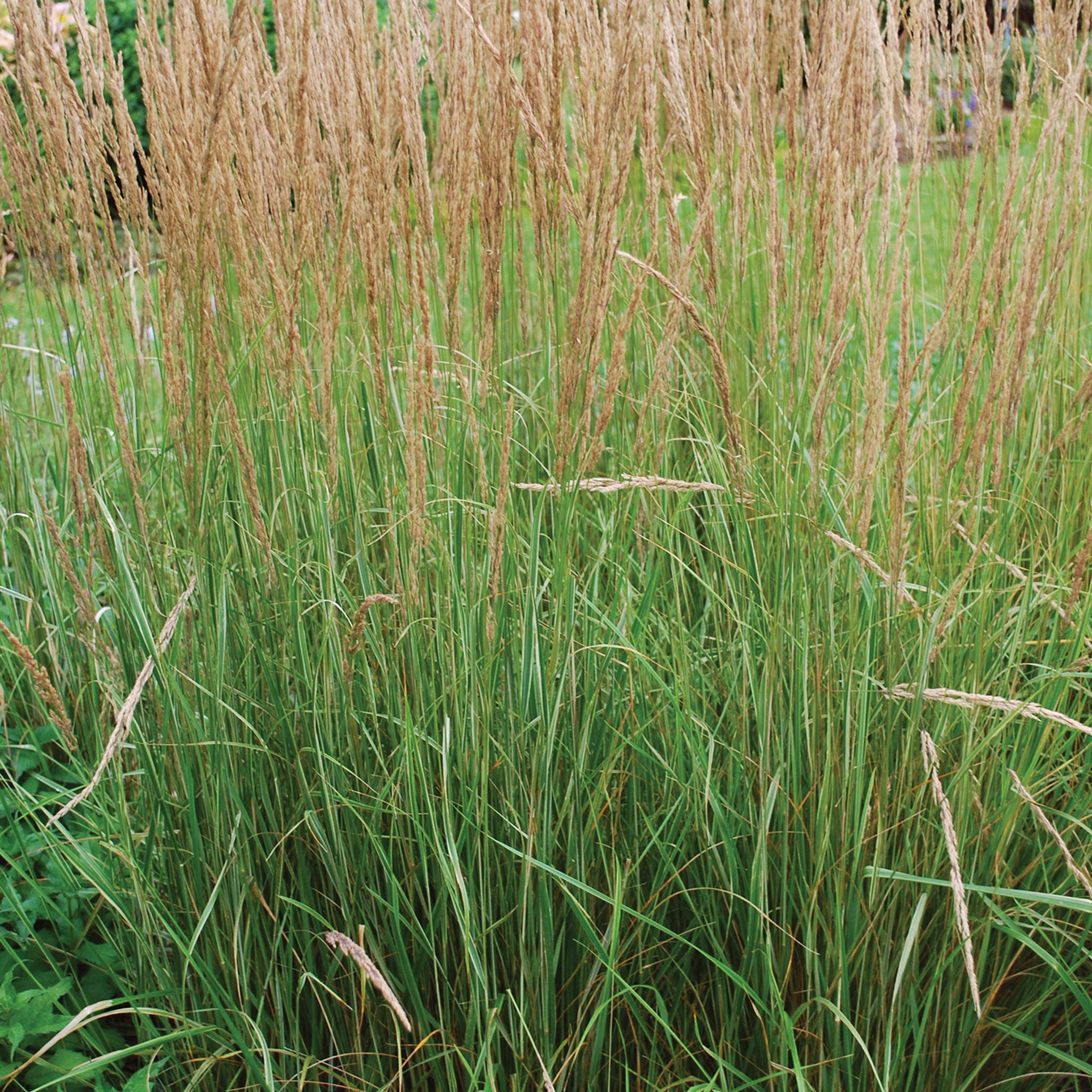 Karl Foerster Calamagrostis Plant & Bare Root