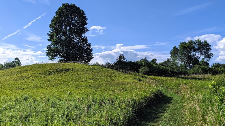 A mown trail through tall grasses with a few trees and blue skies