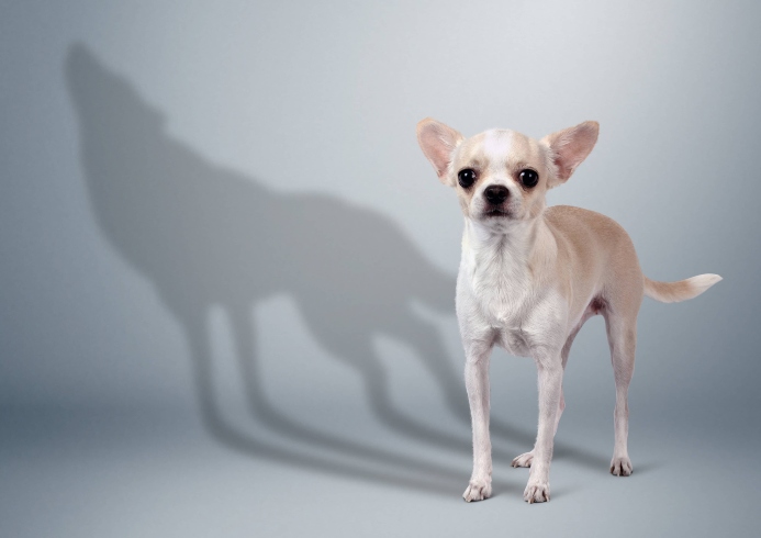 Explore how wolf DNA in dogs shapes their behavior and instincts. Learn about the genetic link between modern dogs and their ancient wolf ancestors.