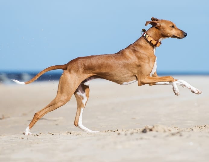 Channel your dog’s prey drive into games like tug, fetch, or scent work.
