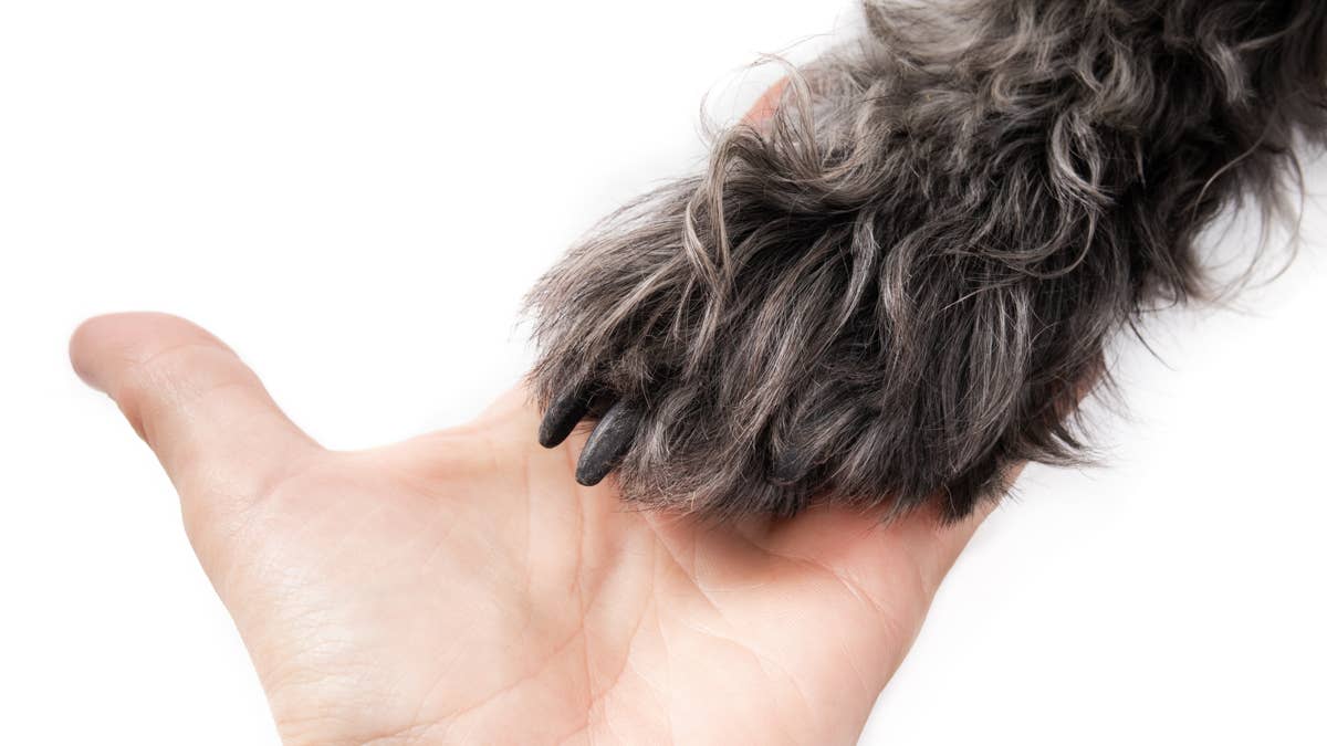 Super-rare 'coyote doodle' looks like a curly-haired werewolf