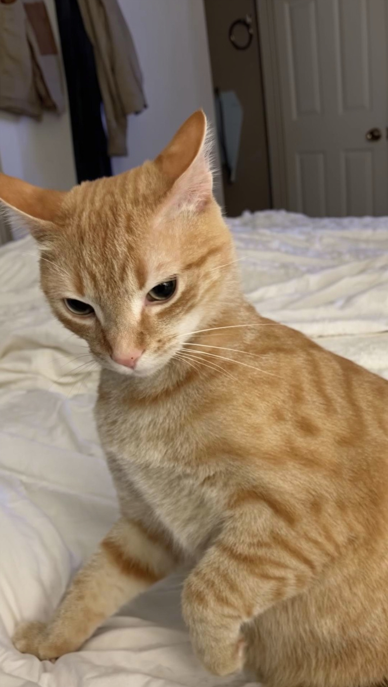 The orange cat who thinks he’s the gingerbread man