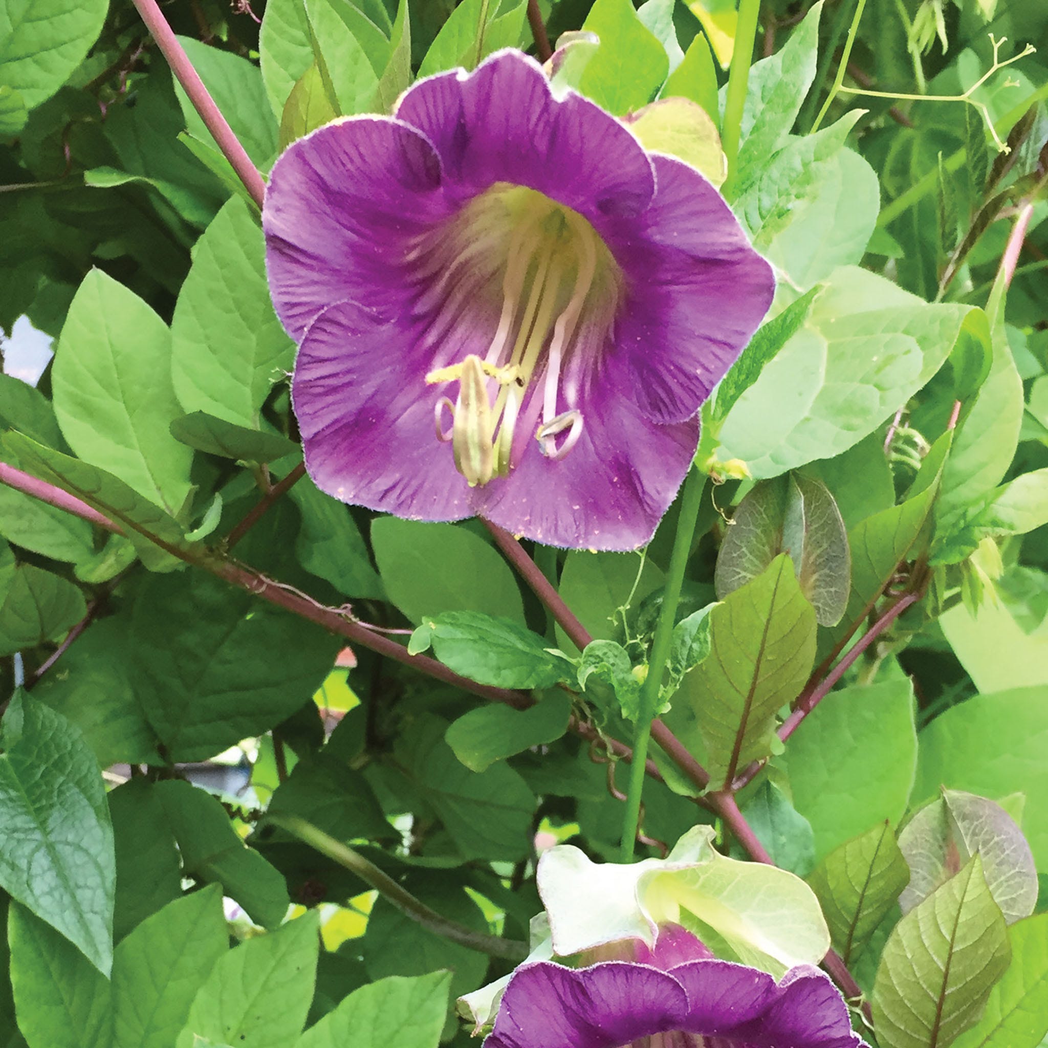 Cup and Saucer Vine (blue-Purple) Cobaea Scandens Seeds