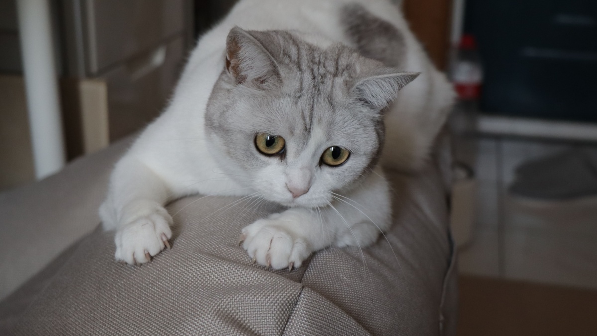 Why your cat scratches the furniture and how to stop it
