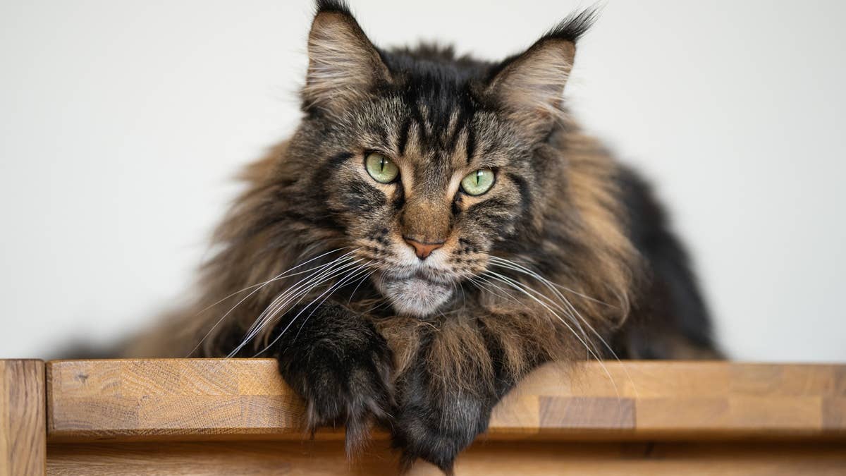 maine-coon-cat