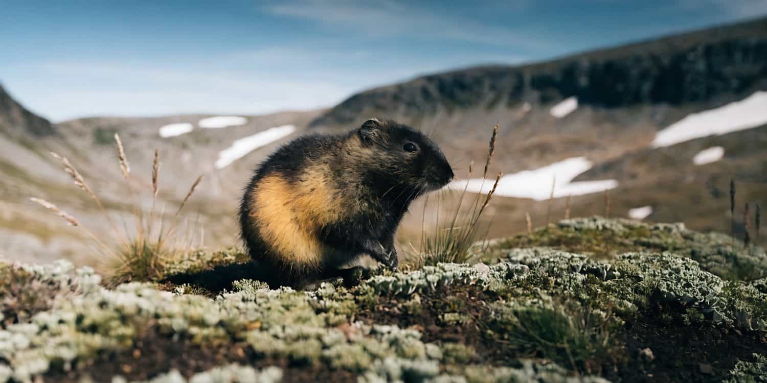 Wild Norwegian lemming displaying colorful black, brown, and golden markings in the rocky alpine landscape of Jotunheimen.