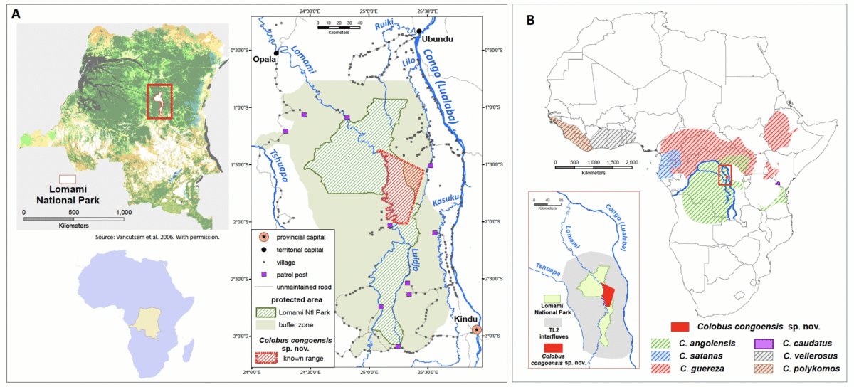 Map showing the known distribution of Colobus congoensis in the Congo Basin and its range compared with those of other Colobus species. Credit: PLos One