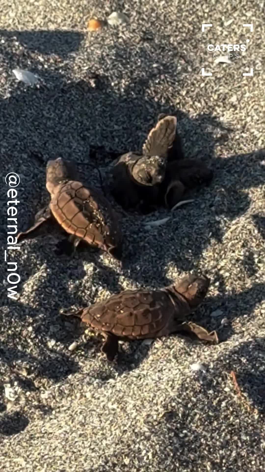 Adorable baby sea turtles hatch and dash to the ocean