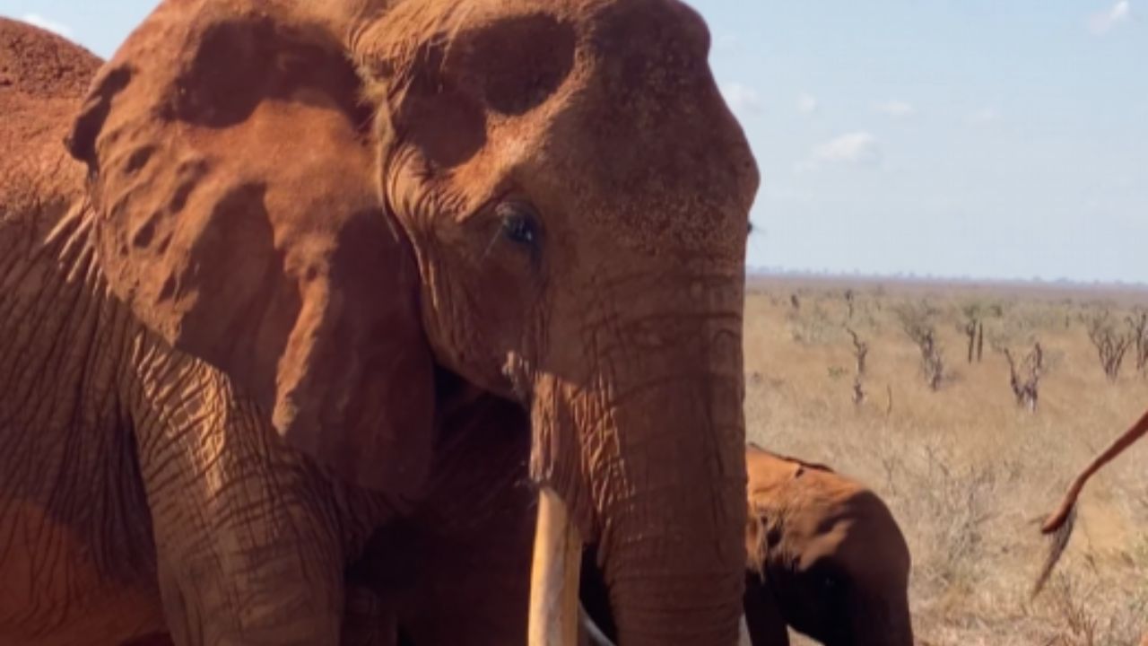 Breathtaking female elephant displays iconic long tusks