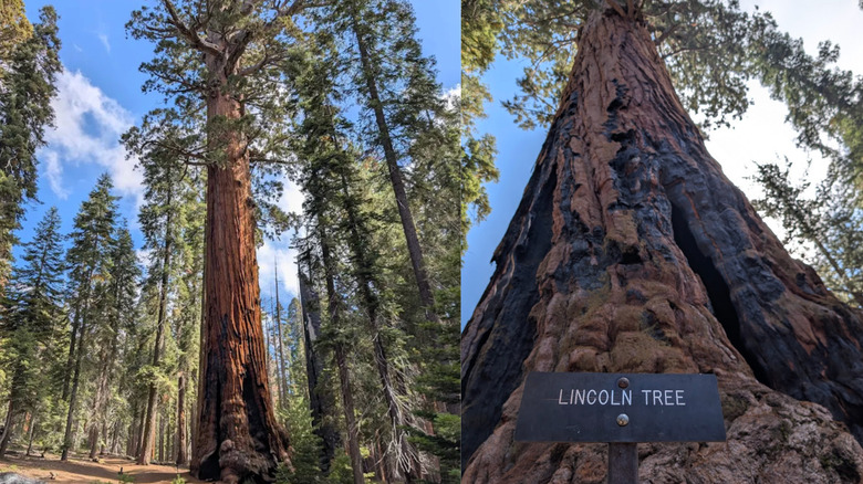Lincoln tree at Giant Forest in Sequoia National Park