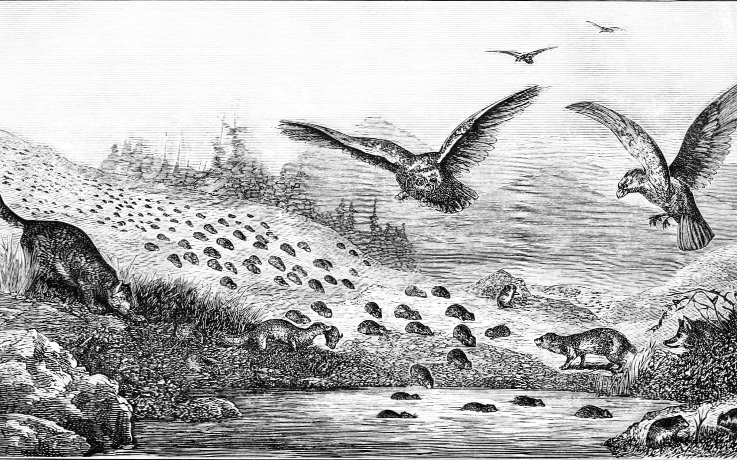 Lemming migration can result in death.